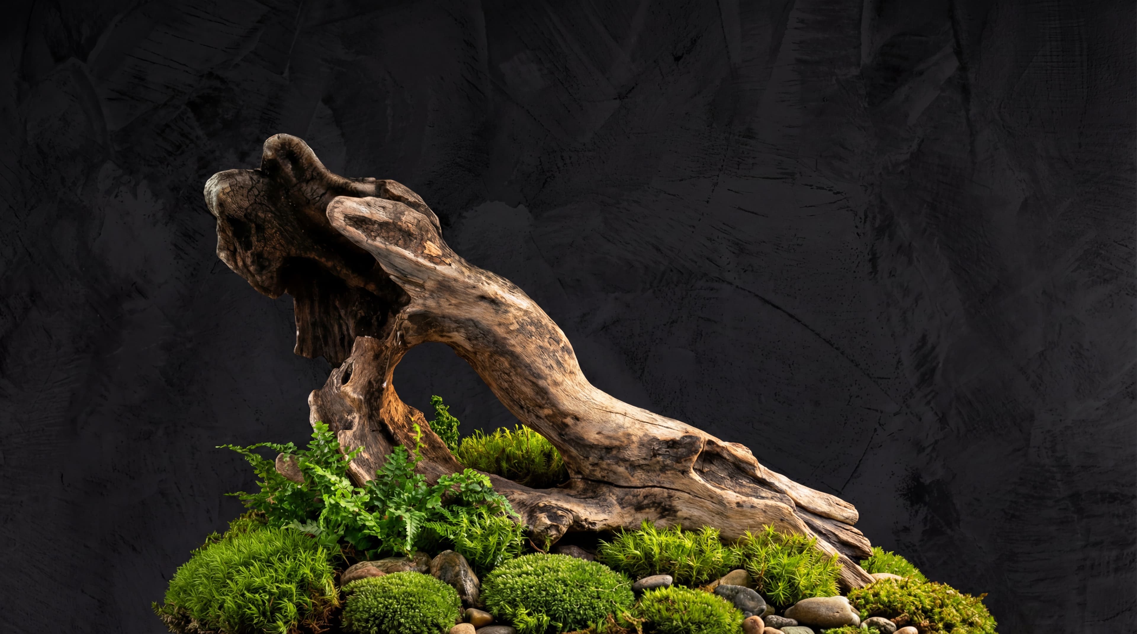 Pared de microcemento oscuro con textura artesanal, tronco natural y musgo — acabado decorativo Cemora